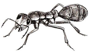 drawing-ant-6