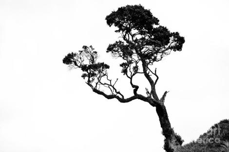 tree-in-black-and-white-yurix-sardinelly